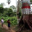 Et enormt tre danner selve porten inn til landsbyen Demini. Treet ble dekorert til 20-årsjubileet for eget territorium høsten 2012. (Foto: Rainforest Foundation Norway / ISA Brazil)